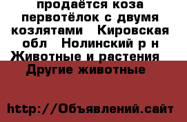 продаётся коза первотёлок с двумя козлятами - Кировская обл., Нолинский р-н Животные и растения » Другие животные   